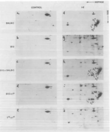 Fig. 5. 2D PAGE analysis of EaEfl immunoprecipitates from P mice carrying the w29.1 haplotype