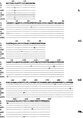 Fig. 6. Predicted amino acid sequences of E,, chains from B10.BAC1 {w301) and f* 2  (w2ff)