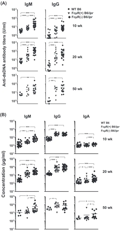 Fig. 2.  Serum levels of IgM and IgG auto-antibodies and of total IgM, IgG and IgA.  Sera were collected from WT B6 (n = 5–24; closed cir- cir-cles), FcμR(+) B6/lpr (n = 13–23; closed inverted triangles) and FcμR(−) B6/lpr (n = 16–28; closed diamonds) fema