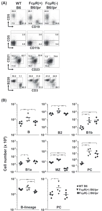 Fig. 3.  Immunofluorescent assessment of cellular compartments in Fcmr −/−  and control B6/lpr mice