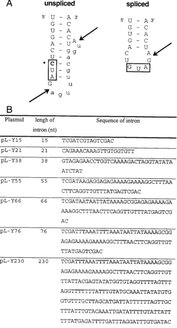 Figure 1. (A) Predicted secondary structure of the anticodon stem–loop of unspliced tRNA Tyr  of L.tarentolae, containing the naturally occuring 11 nt intron (shown in lower case), and that of the spliced wild-type form
