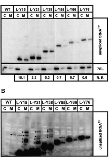 Figure 2. Import of unspliced tRNA Tyr  variants into mitochondria of transfected cell lines
