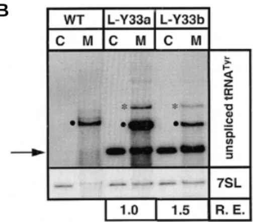 Figure 3. Import of tRNAs Tyr  containing fragments of the intron of the tRNA encoded in pL-Y55