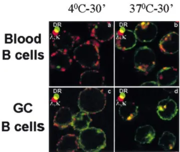 Fig. 6. Naive and GC B cells internalize BCR±anti-BCR complexes within MIIC. Puri®ed naive (upper panel) and GC (lower panel) B cells were incubated at 4°C with anti-k and anti-l antibodies, and then with Texas Red-conjugated secondary antibody as surrogat