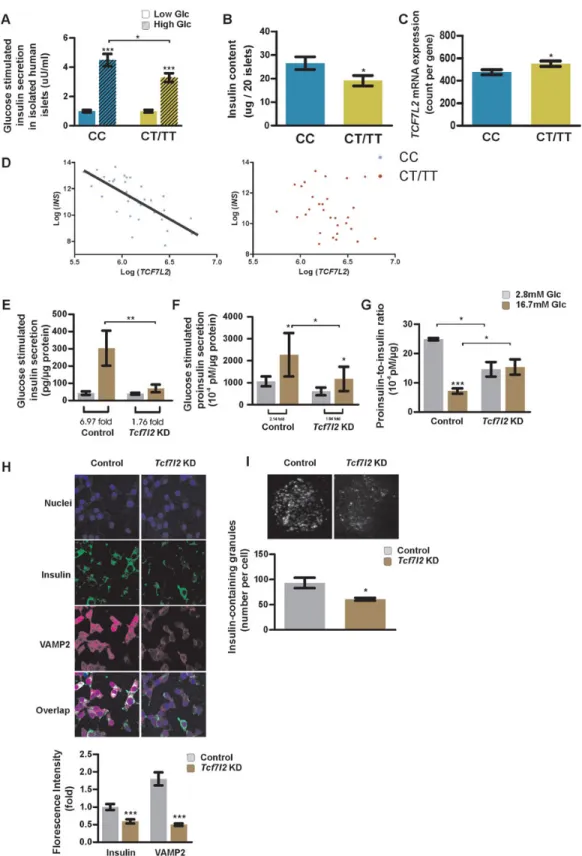 Figure 1. The type 2 diabetes-associated SNP rs7903146 and TCF7L2 expression influences insulin synthesis and secretion