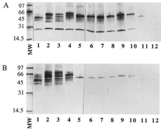 Figure 2. Restriction patterns of the amplified SSU rRNA gene of Encephalitozoon-like isolates after cleavage with Mbo II Hpa II