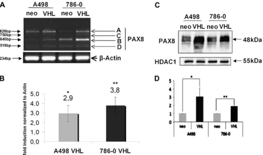 Fig. 5. L1-CAM and PAX8 are co-expressed in collecting ducts cells of normal renal tissue