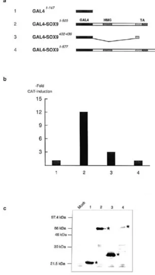 Figure 2. Amino acid substitutions in the HMG domain of SOX9 reduce or abolish DNA binding