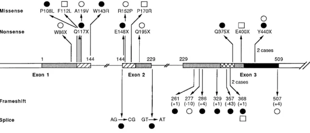 Figure 3. Summary of presently known SOX9 mutations in campomelic dysplasia and autosomal XY sex reversal