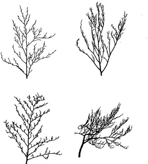 Figure 1. Examples of the branches from upper crowns of beech trees from Selborne, southern England