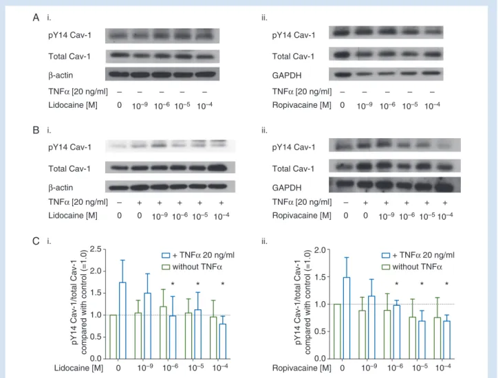 Fig 2 () Representative Western blots of Akt phosphorylated at threonine 308 ( pT308 Akt, row 1), total Akt (row 2), and GAPDH, (row 3) after treatment with either (i) lidocaine or (ii) ropivacaine (1 nM–100 µM) for 20 min in absence () or presence () o