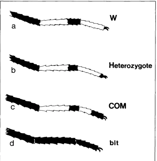 Figure 1. Diagram showing variation of black scaling on the hind tarsomere V of A aegypti