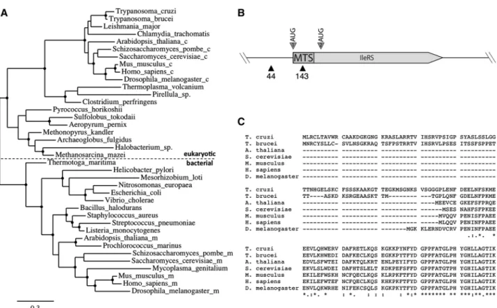Figure 1. Differential trans-splicing of the eukaryotic type Tb-IleRS. (A) Phylogenetic reconstruction of selected IleRSs using maximum likelihood (PhyML)