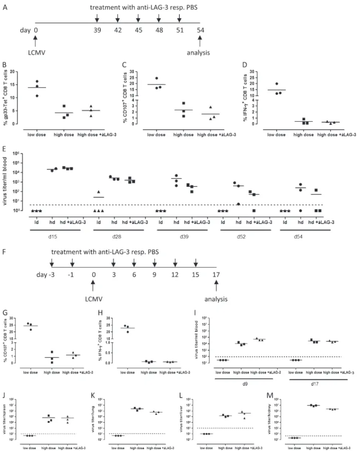 Fig. 5. In vivo treatment of chronically LCMV-infected mice with an anti-LAG-3 blocking antibody does not rescue T-cell exhaustion and does not lead to decreased viral titers