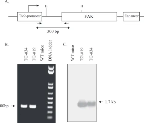 Fig. 1. Generation of Tie2-FAK transgenic mice. (A) Schematic representation of the FAK construct used to generate transgenic mice under control of the TIE2 promoter and enhancer cassette