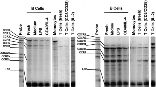 Fig. 4. Chemokine receptor transcript analysis in freshly isolated or cultured B lymphocytes