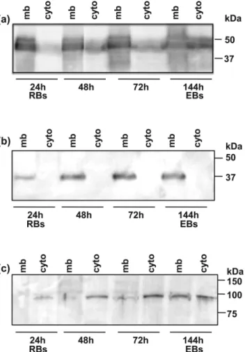 Figure 2. Temporal transcriptional expression of the putative adhesin genes.