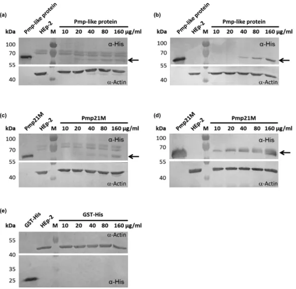 Figure 7. Binding of a soluble recombinant fragment of the Pmp-like protein to HEp-2 cells