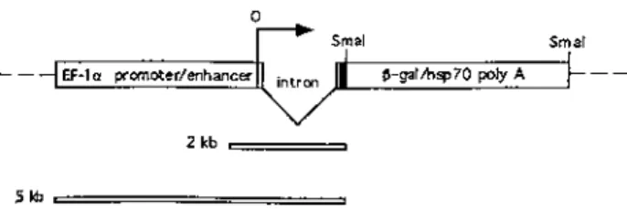 Figure 1. The structure of the P[hsneo; EFPLacZ] P-element construct. The 5 kb XbaI–XhoI EF-lα (EF) promoter–enhancer fragment was ligated into the pUChsneo (2) (dotted lines)