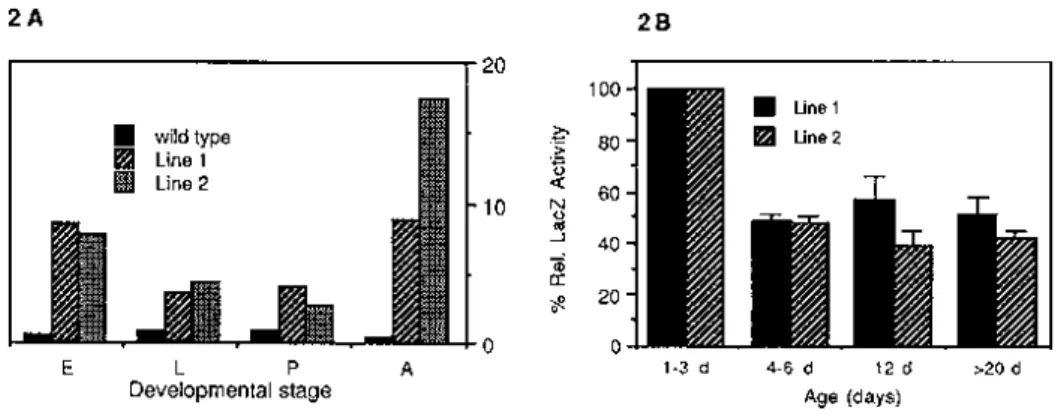 Figure 2. Quantitation of β-galactosidase activity. (A) Extracts of developmental stages and adult flies of two independent P[hsneo; EFPLacZ] lines were assayed for LacZ activity as described in (9)