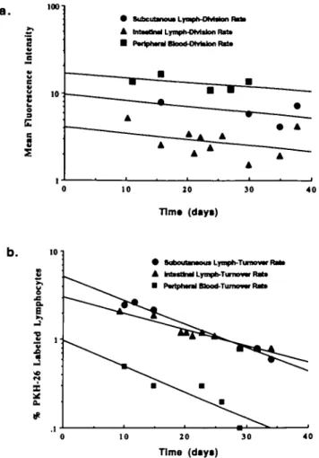 Table 1. Rate of loss of fluorescence and turnover of recirculating lymphocytes in vivo