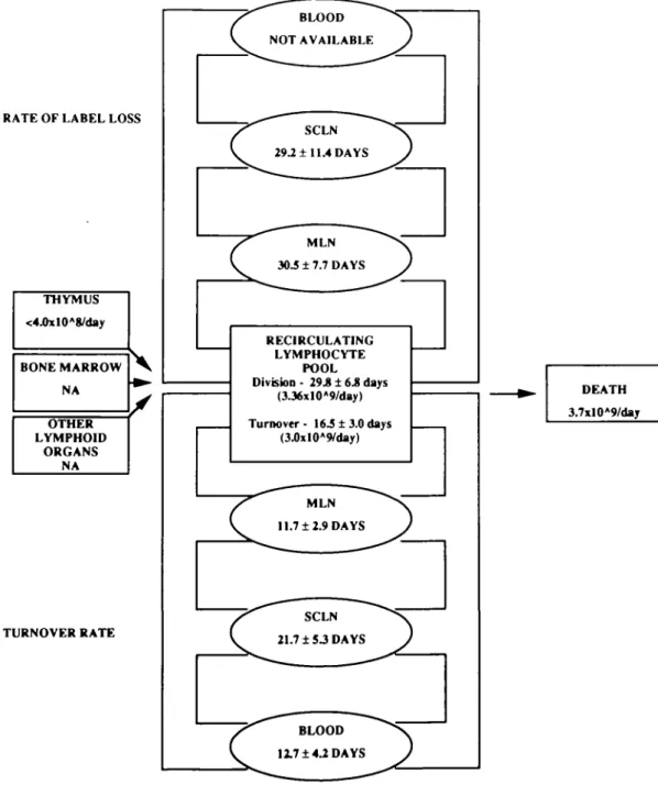Fig. 4. Schematic representation of the lifespan and turnover of recirculating lymphocytes in vivo (NA, data not available)