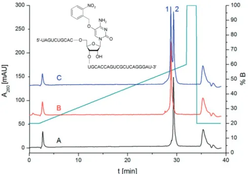 Figure 2. HPLC traces of 31-mer (5 0 -UAGUCUGCACXUGCACCAGUCGCUCAGGGAU-3 0 ) before (trace A, X = 5-nbnOrC, R t = 29.3 min) and after (trace B, X = 5-HOrC, R t = 28.7 min) nitrobenzyl deprotection; trace C: coinjection of both.