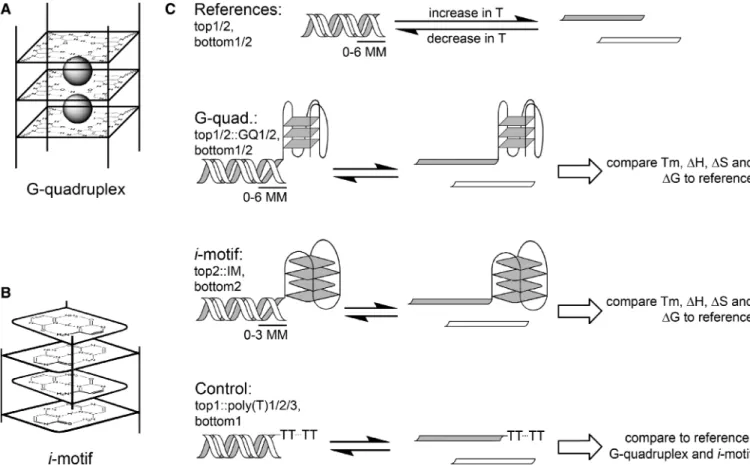 Figure 1. Schemes of the four-stranded structures in the focus of this study and experimental design