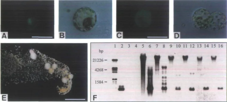 Fig. 1. (A-D) Photographs taken immediately after rmcroinjection showing the delivery of injection solution into different compartments of targeted cells