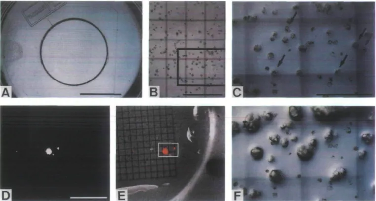 Fig. 2. (A) [protoplasts embedded in a streak of thin alginate-medium on the top of solid basis medium above a coverslip with an imprinted 0.5 mm grid