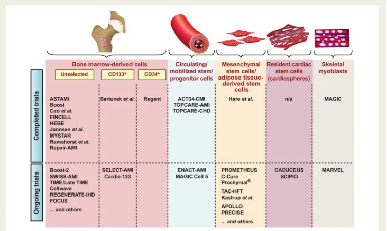 Figure 2 Selected completed and ongoing randomized-controlled clinical trials on cell-based therapy in ischaemic heart disease.