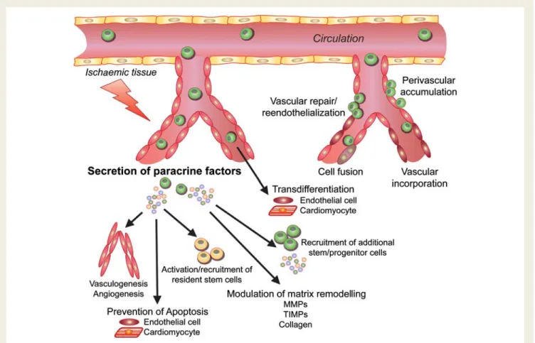 Figure 3 Proposed mechanisms of ischaemic tissue repair via stem and progenitor cell-based therapies.
