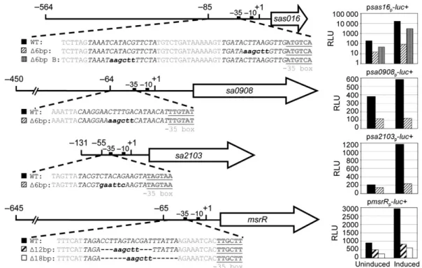 Fig. 2. Analysis of predicted VraR-binding sites in the sas016, msrR, sa0908 and sa2103 promoters