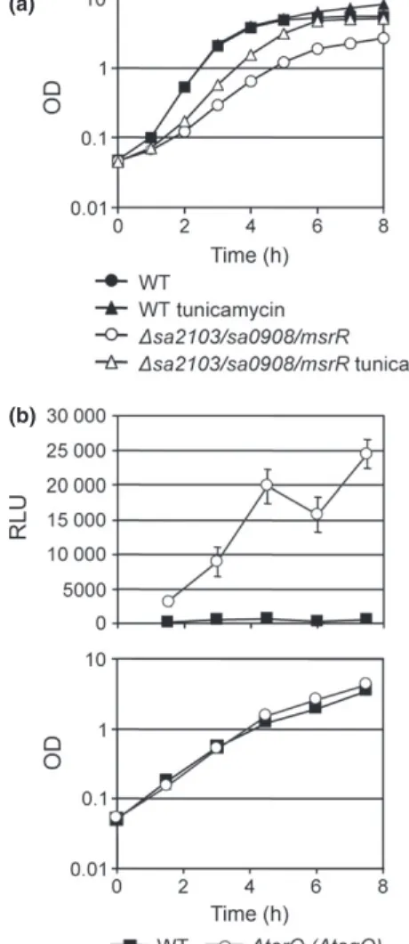 Fig. 3. Bacitracin susceptibility and phosphorus content of the cell wall (WTA content) of LCP mutants