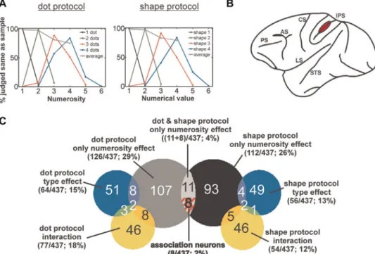 Figure 4. Non-abstract numerical representations in the monkey’s IPS. Two rhesus monkeys (Macaca mulatta) were trained initially in a delayed match-to-sample protocol to discriminate small numbers of dots (between 1 and 4)