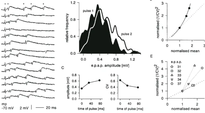 Figure 7. Excitatory synaptic connection from layer 4 to layer 6. (A) Averaged presynaptic (lower trace) and postsynaptic (upper trace) records (250 trials)