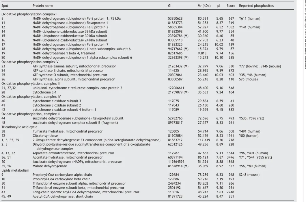 Table 1 Phosphoprotein spots identiﬁed by matrix-assisted laser desorption/ionization-time of ﬂight mass spectrometry
