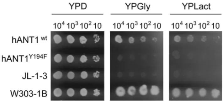 Figure 7 Yeast growth on fermentable and non-fermentable substrates. The Saccharomyces cerevisiae strain JL-1-3 was transformed with pRS314-YA2P encoding human ANT1 wild-type and ANT1 Y194F 