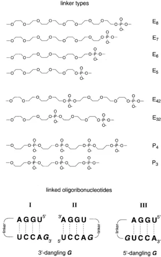 Figure 1. Constitution of linkers and base sequences of corresponding hairpin oligoribonucleotides.