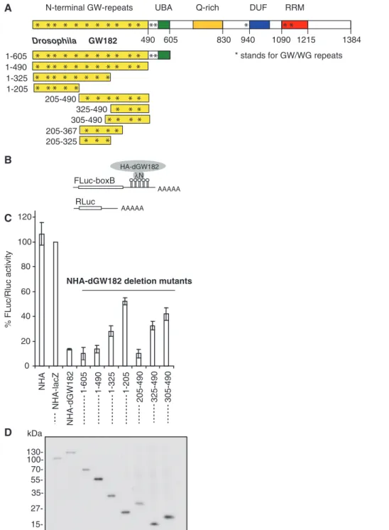 Figure 1. 205–490 region of dGW182 is the minimal N-terminal eﬀector domain (NED). (A) Schematic representation of Drosophila GW182 protein and its deletion mutants