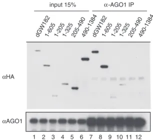 Figure 2. The N-terminal eﬀector domain (NED) does not interact with AGO1. Drosophila S2 cells were transfected with plasmids encoding the full-length NHA-dGW182 or its deletion mutants
