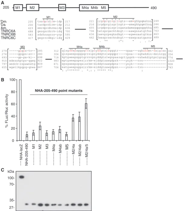 Figure 3. Mutation of the conserved amino acid residues abolish repression by NED. (A) Schematic representation of the NED region and its alignment across the species (Dm: Drosophila melanogaster, Da: Drosophila ananassae; Ap: Apis mellifera; TNRC6A, B, an