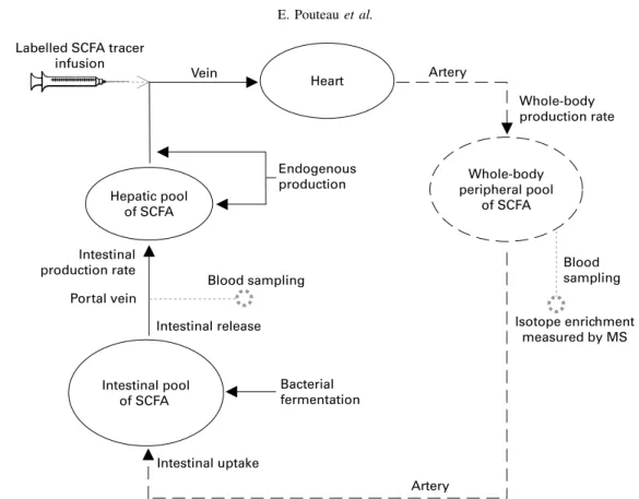 Fig. 1. Principle of using isotope-labelled SCFA intravenous infusions to investigate intestinal fermentation from peripheral metabolism of SCFA