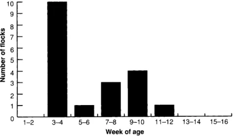Figure  1  Age  at  first  occurrence  of  feather  pecking  problems  during  the  rearing  of  layer  replacements