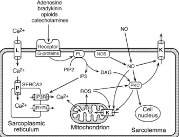 Fig 3 Main signalling pathways in ischaemic preconditioning.
