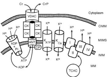 Fig 4 Functional connections between the mitochondrial permeability transition pore (mPTP) and the oxidative energy production during ischaemia-reperfusion and pharmacological preconditioning (PC)