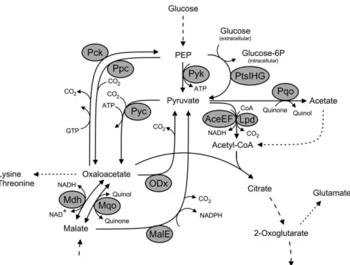 Fig. 7. The PEP–pyruvate–oxaloacetate node in C. glutamicum. Abbreviations denote the gene products that catalyze a given reaction: AceEF, subunits E1 and E2 of the pyruvate dehydrogenase complex; Lpd, subunit E3 of the pyruvate dehydrogenase complex; MalE