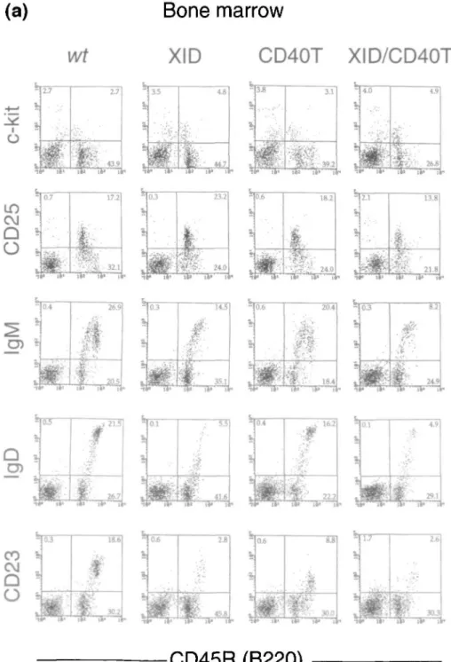 Fig. 1. (a) FACS analyses of bone marrow lymphoid cells of wild-type (wt), CD40T, XID and XID/CD40T mice