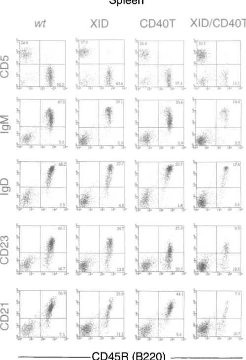 Fig. 2. FACS analysis of splenic lymphoid cells of wild-type (wt), single mutant CD40T mice, and XID mice and double mutant XID/CD40T mice