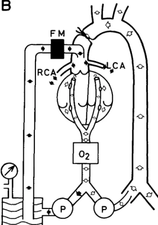 FIG. 2. Schematic diagram of the experimental procedure on the &#34;empty beating heart&#34; (group B)
